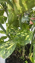 Aucuba Japonica Crotonifolia Vaso 24 cm - immagine 3
