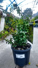 Berberis Golden Torch Vaso 18 cm