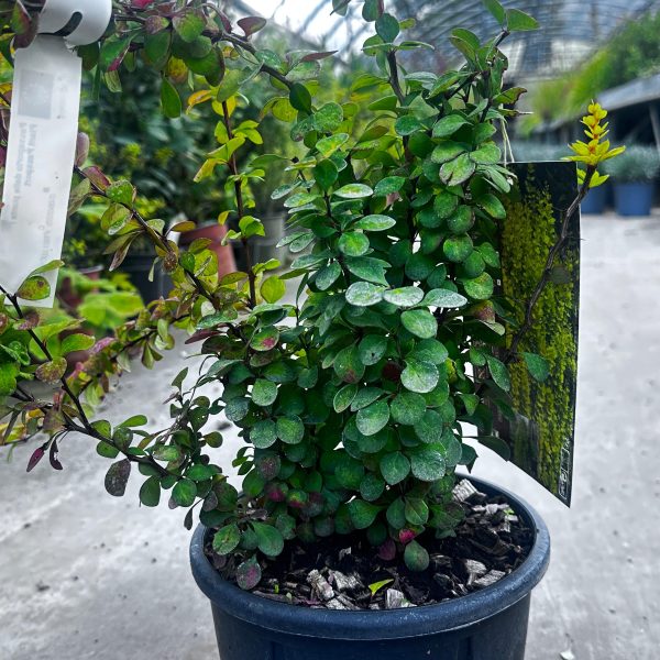 Berberis Golden Torch Vaso 18 cm