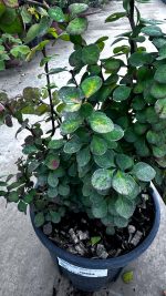 Berberis Golden Torch Vaso 18 cm - immagine 2