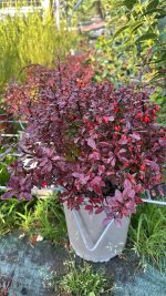 Berberis Thunbergii Atropurpurea Admiration Crespino Giapponese Vaso 19 cm
