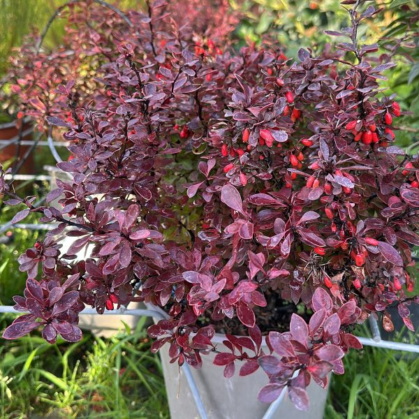 Berberis Thunbergii Atropurpurea Admiration Crespino Giapponese Vaso 19 cm