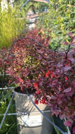 Berberis Thunbergii Atropurpurea Admiration Crespino Giapponese Vaso 19 cm - immagine 2