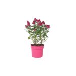 Buddleja Little Rockstar Red - Albero delle Farfalle Vaso 17 cm