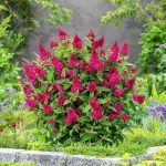 Buddleja Little Rockstar Red - Albero delle Farfalle Vaso 17 cm - immagine 2