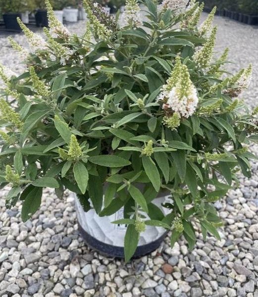 Buddleja Little Rockstar White - Albero delle Farfalle Vaso 17 cm
