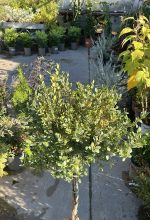 Buxus Alberello – Bosso a Fusto Alto Vaso 20 cm