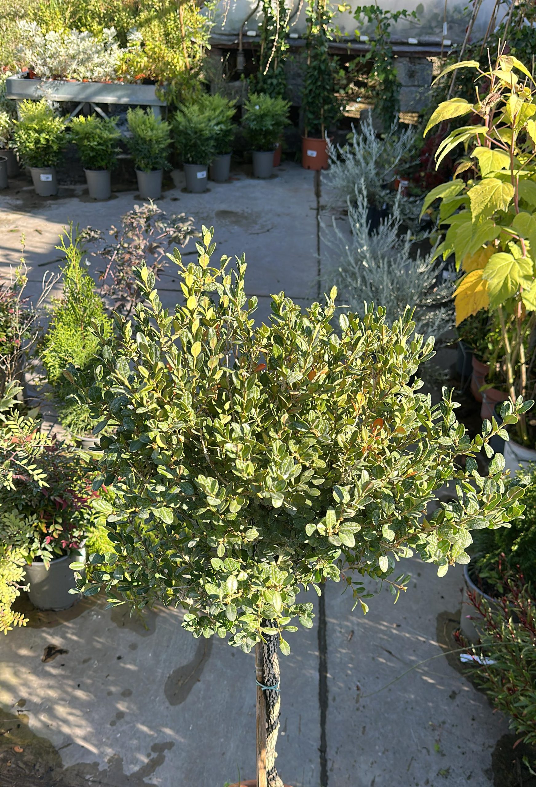 Buxus Alberello – Bosso a Fusto Alto 1 Buxus Alberello – Bosso a Fusto Alto Vaso 20 cm - immagine 1