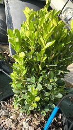 Buxus Pumila Nano - Bosso Nano Vaso 19 cm