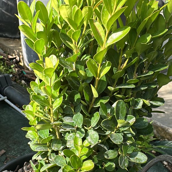 Buxus Pumila Nano - Bosso Nano Vaso 19 cm