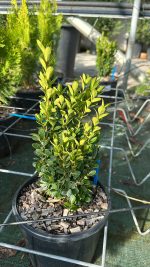 Buxus Pumila Nano - Bosso Nano Vaso 19 cm - immagine 2