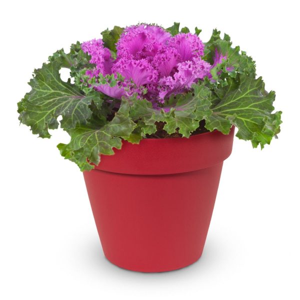 Cavolo Ornamentale - Brassica Oleracea Vaso 14 cm