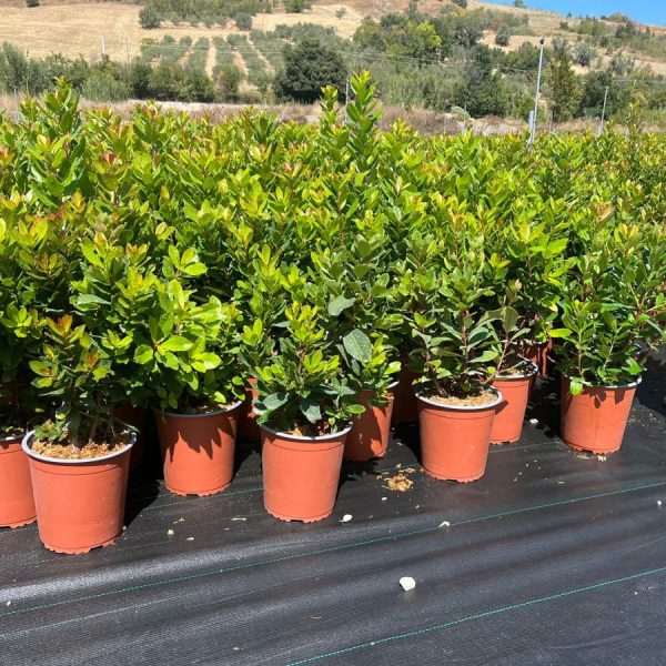 Corbezzolo Arbutus Unedo Vaso 18 cm