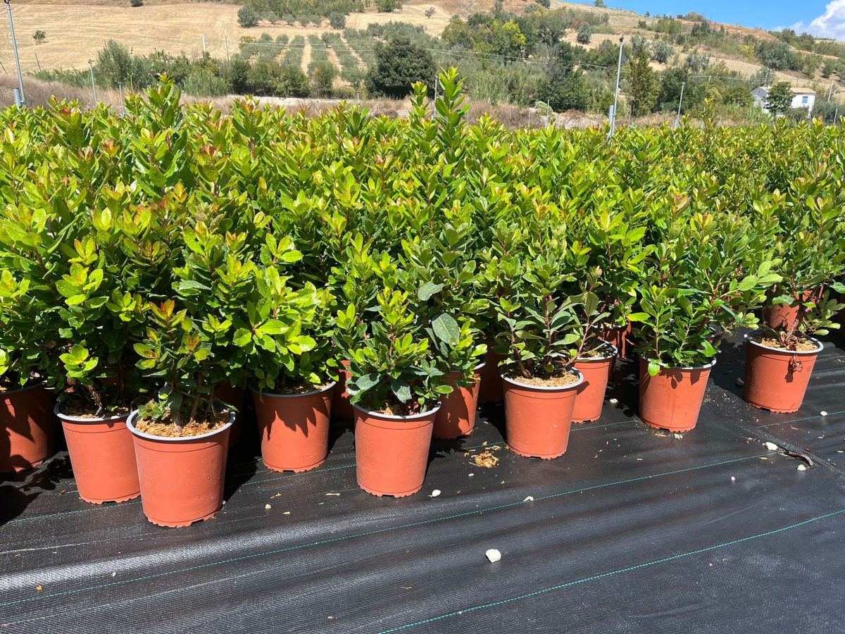 CORBEZZOLO 3 Corbezzolo Arbutus Unedo Vaso 18 cm - immagine 1