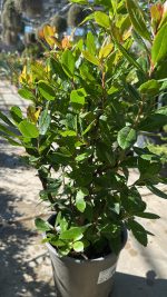 Corbezzolo Arbutus Unedo Vaso 18 cm - immagine 2