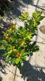 Corbezzolo Arbutus Unedo Vaso 18 cm - immagine 3