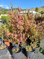 Cornus Mas Vaso 18 cm