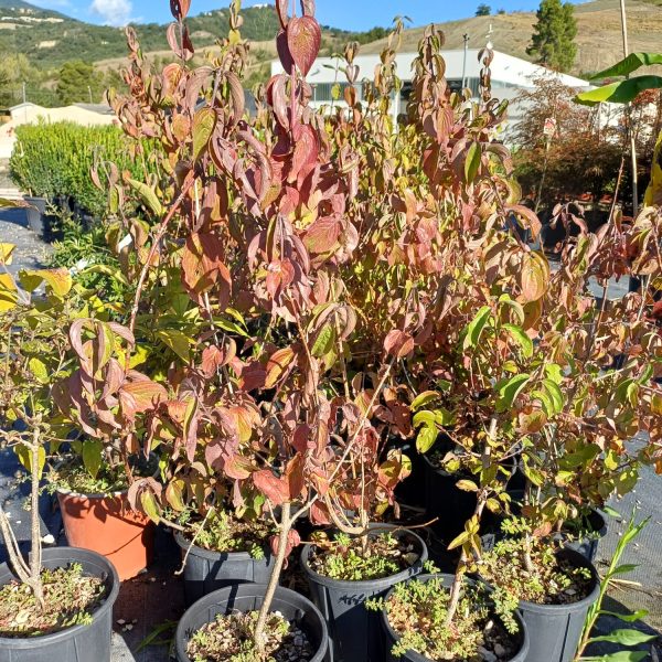 Cornus Mas Vaso 18 cm