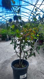 Cornus Mas Vaso 18 cm - immagine 2