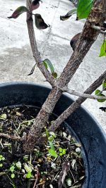 Cornus Mas Vaso 18 cm - immagine 3