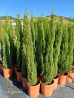 Cupressus Sempervirens Totem Nero Toscano Vaso 24 cm