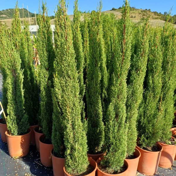 Cupressus Sempervirens Totem Nero Toscano Vaso 24 cm