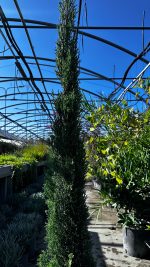 Cupressus Sempervirens Totem Nero Toscano Vaso 24 cm - immagine 2