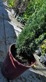Cupressus Sempervirens Totem Nero Toscano Vaso 24 cm - immagine 3