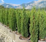Cupressus Sempervirens Totem Nero Toscano Vaso 18 cm - immagine 3
