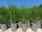 Cytisus (ginestra dei giardini) Vaso 18 cm