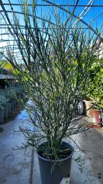 Cytisus (ginestra dei giardini) Vaso 18 cm - immagine 2