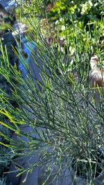 Cytisus (ginestra dei giardini) Vaso 18 cm - immagine 3