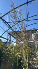 Calamagrostis Brachytricha - calamagrostide a fiori piumosi Vaso 17 cm