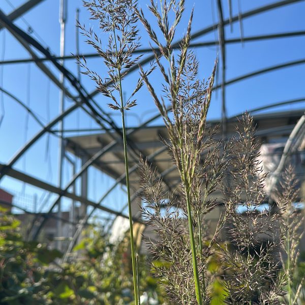 Calamagrostis Brachytricha - calamagrostide a fiori piumosi Vaso 17 cm