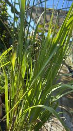 Calamagrostis Brachytricha - calamagrostide a fiori piumosi Vaso 17 cm - immagine 2