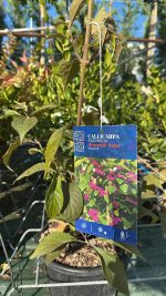 Callicarpa Bodinieri Imperial Pearl - Albero delle Perle Vaso 18 cm