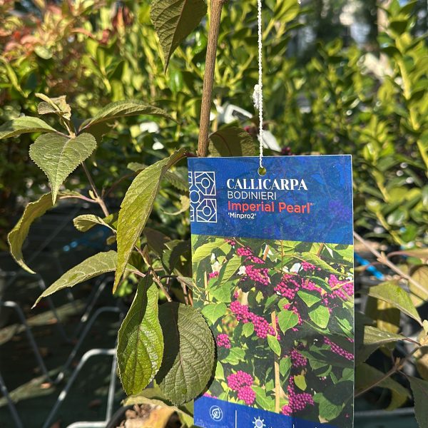 Callicarpa Bodinieri Imperial Pearl - Albero delle Perle Vaso 18 cm