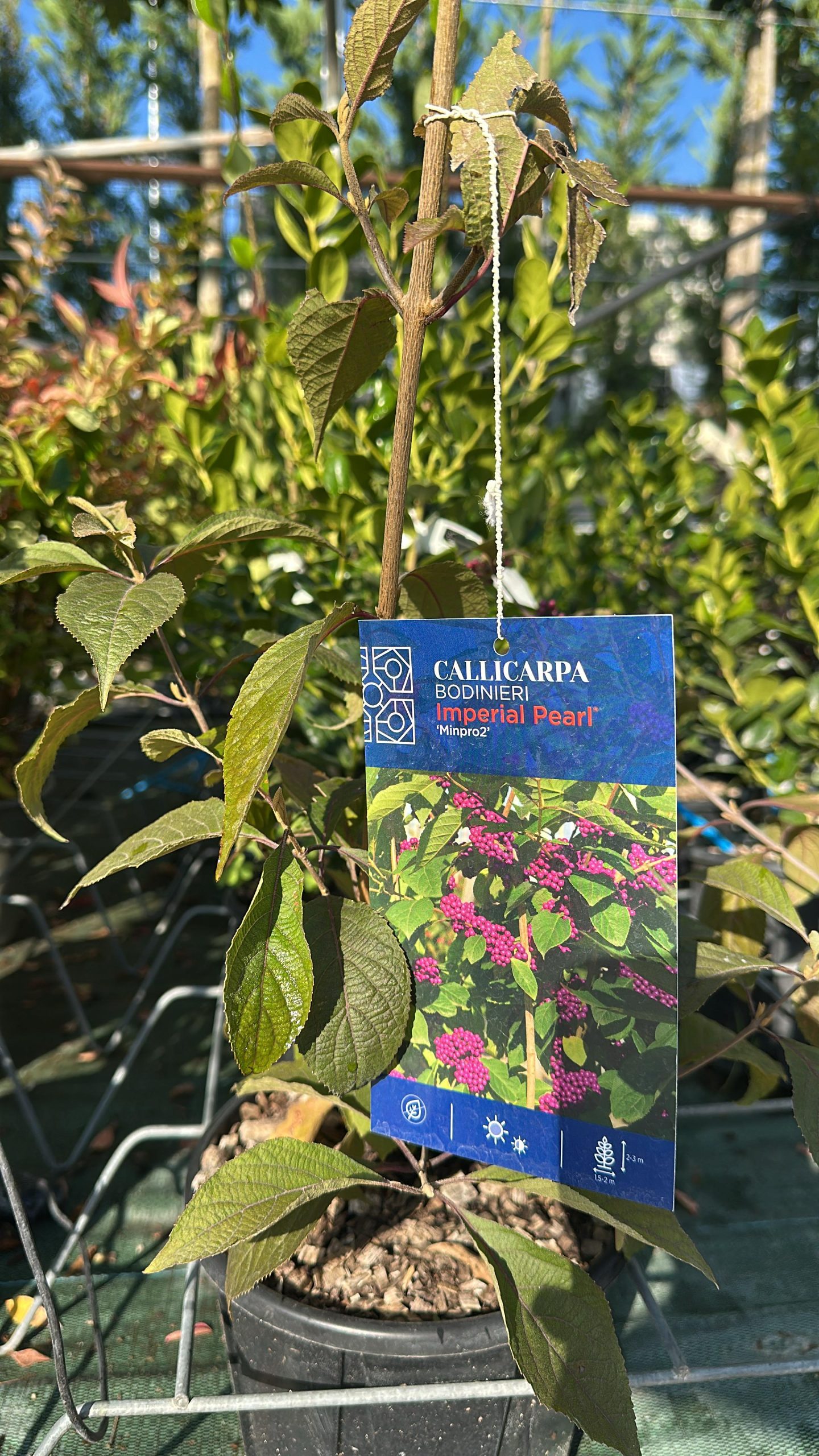 Callicarpa Bodinieri Imperial Pearl - Cotoneaster lacteus 1 Callicarpa Bodinieri Imperial Pearl - Albero delle Perle Vaso 18 cm - immagine 1