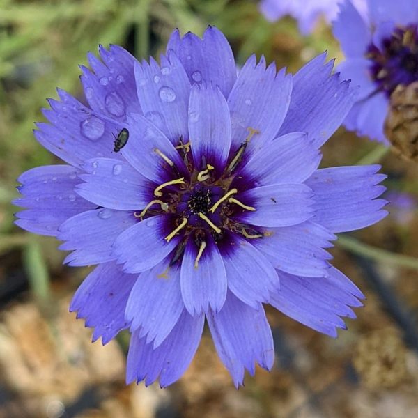 Catananche Caerulea Blue - Cupidone Azzurro Vaso 17 cm