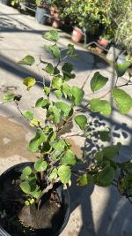 Cercis Siliquastrum Albero di Giuda Vaso 18 cm