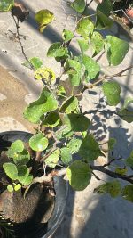 Cercis Siliquastrum Albero di Giuda Vaso 18 cm - immagine 2