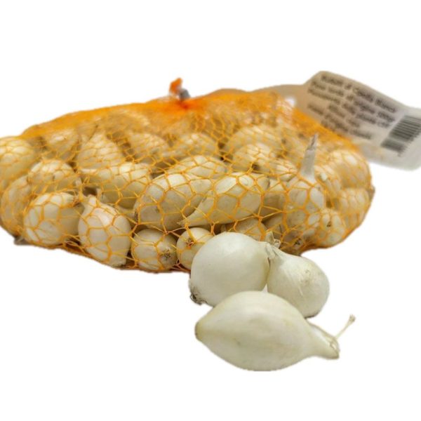 Cipolla Bianca Snowball 14/21 500g - Bulbi