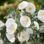 Convolvulus Cneorum - Convolvolo Bianco Vaso 18 cm - immagine 2