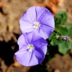 Convolvulus Sabatius Neon Blu - Convolvolo Blu Vaso 17 cm - immagine 2