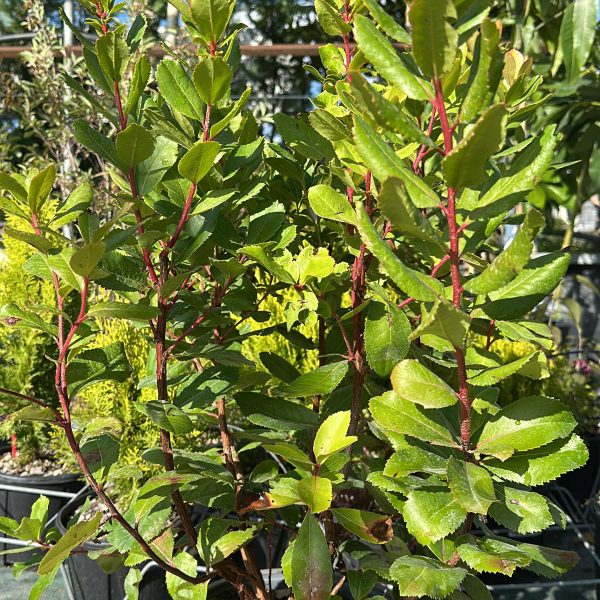 Corbezzolo Arbutus Unedo Vaso 22 cm