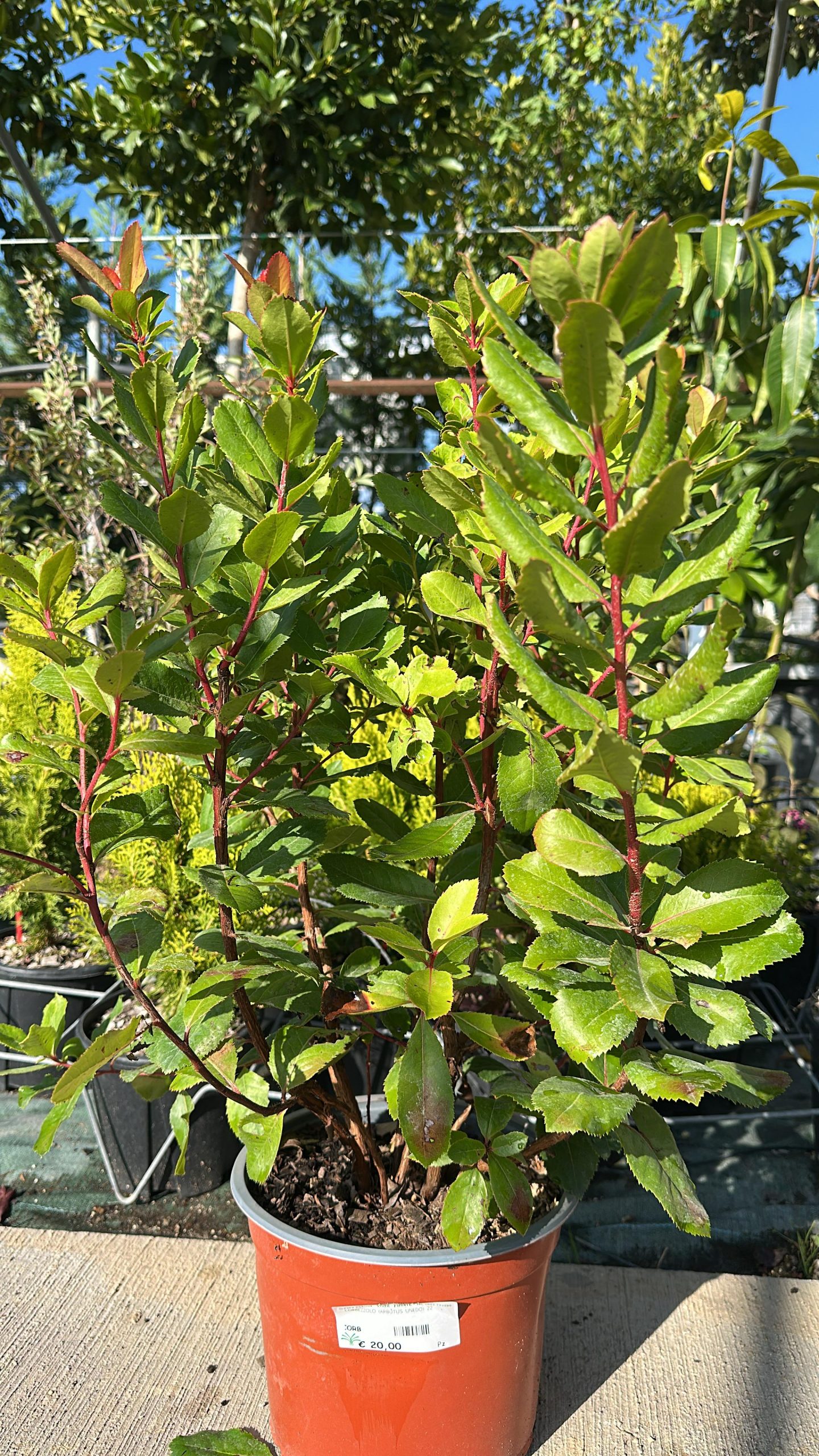 Corbezzolo Arbutus Unedo 1 Corbezzolo Arbutus Unedo Vaso 22 cm - immagine 1