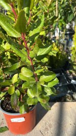 Corbezzolo Arbutus Unedo Vaso 22 cm - immagine 2
