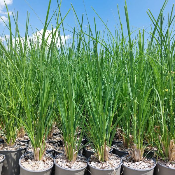 Cortaderia Sellona Argentea Vaso 18 cm