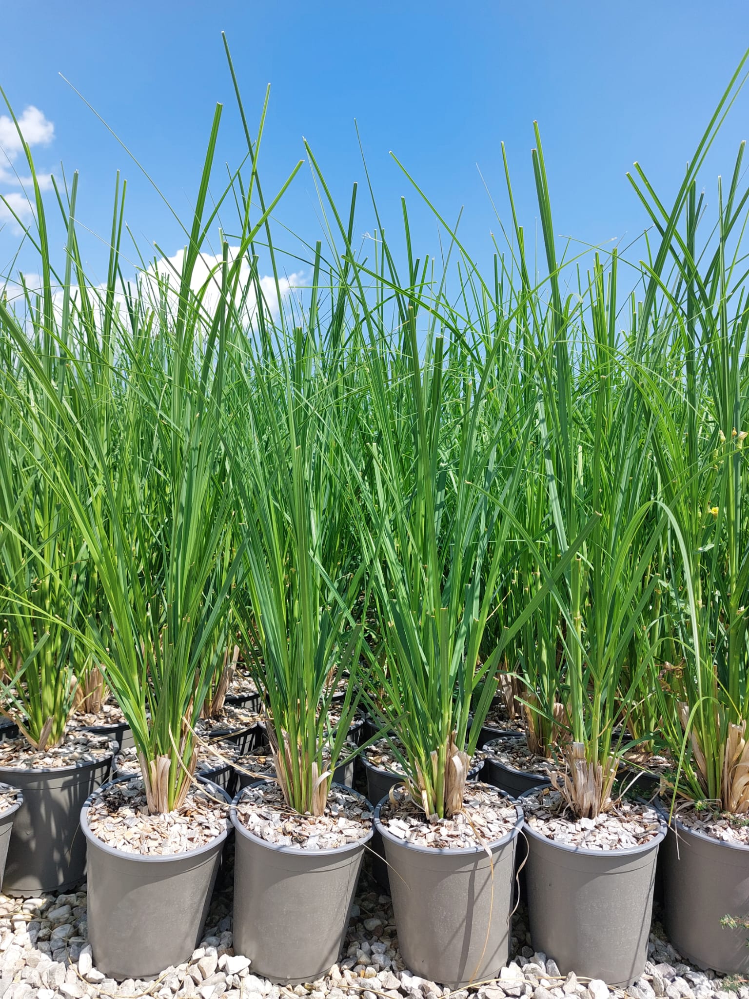 Cortaderia Sellona Argentea 1 Cortaderia Sellona Argentea Vaso 18 cm - immagine 1