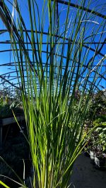 Cortaderia Sellona Argentea Vaso 18 cm - immagine 2